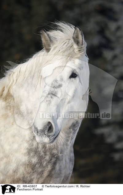 Percheron Portrait / RR-40807