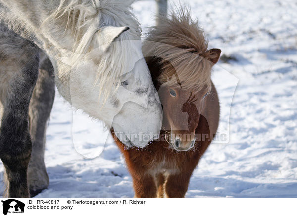 Kaltblut und Pony / coldblood and pony / RR-40817