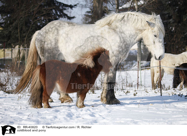 Kaltblut und Pony / coldblood and pony / RR-40820