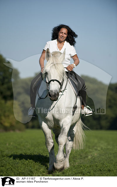 Frau reitet Percheron / woman rides Percheron / AP-11167