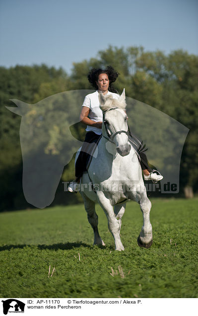 Frau reitet Percheron / woman rides Percheron / AP-11170