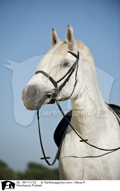 Percheron Portrait / Percheron Portrait / AP-11172