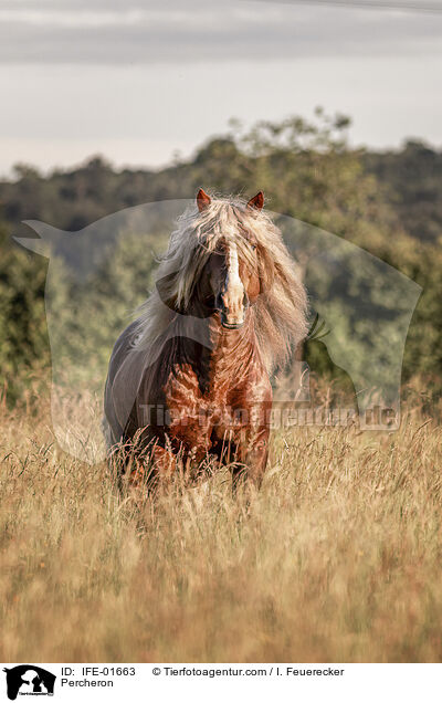 Percheron / Percheron / IFE-01663