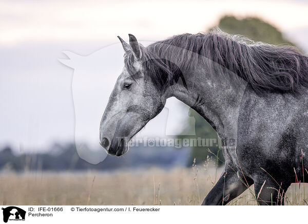 Percheron / Percheron / IFE-01666