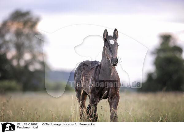 Percheron Fohlen / Percheron foal / IFE-01667