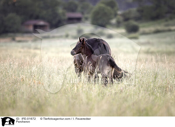 Percheron / Percheron / IFE-01672