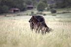 Percheron