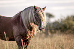 Percheron