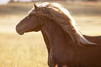 Percheron