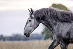 Percheron