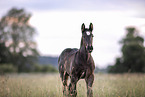 Percheron foal