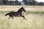 Percheron