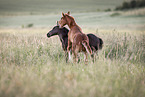 Percheron