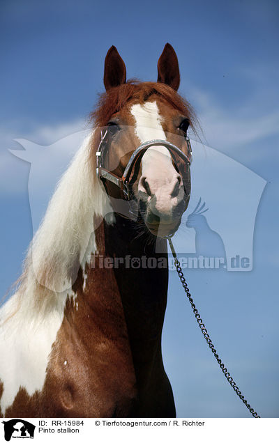 Pinto Hengst / Pinto stallion / RR-15984