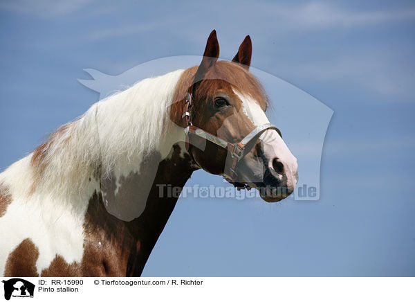 Pinto Hengst / Pinto stallion / RR-15990