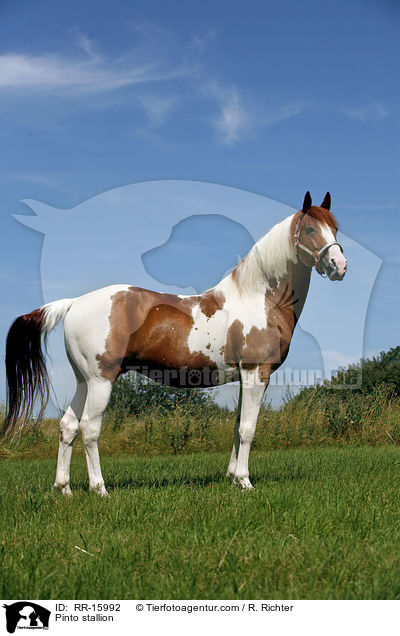 Pinto Hengst / Pinto stallion / RR-15992