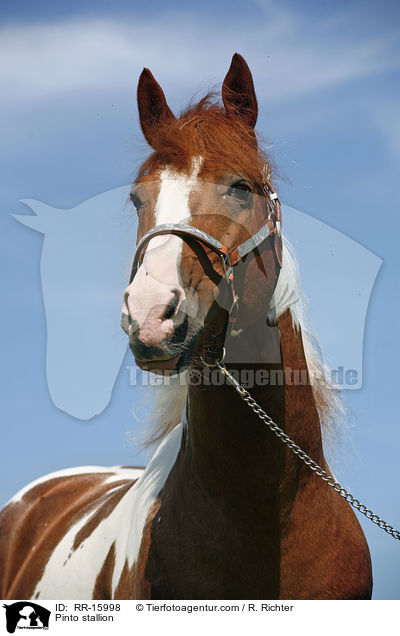 Pinto Hengst / Pinto stallion / RR-15998
