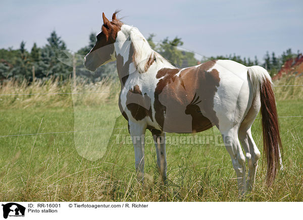 Pinto Hengst / Pinto stallion / RR-16001