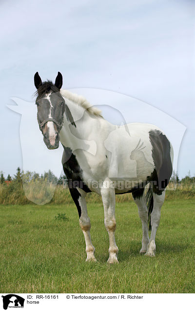 horse / RR-16161