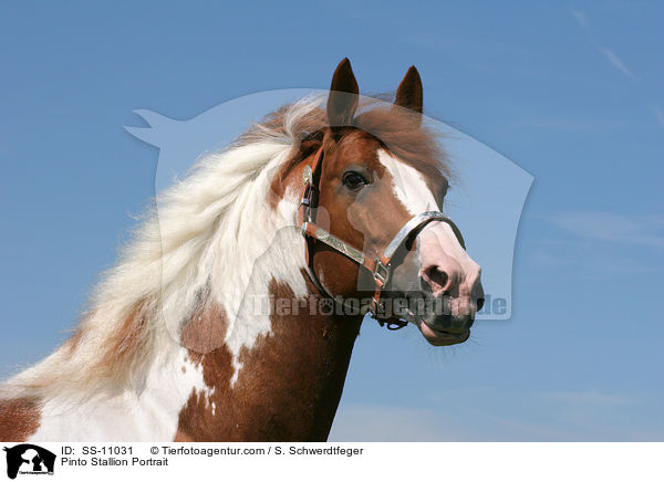 Pinto Hengst Portrait / Pinto Stallion Portrait / SS-11031