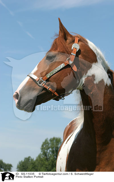 Pinto Hengst Portrait / Pinto Stallion Portrait / SS-11035