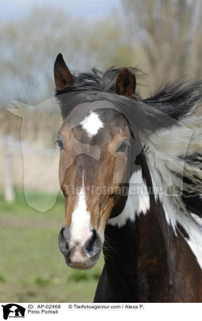 Pinto Portrait / Pinto Portrait / AP-02468