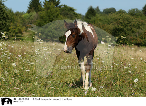 Pinto foal / JH-09898