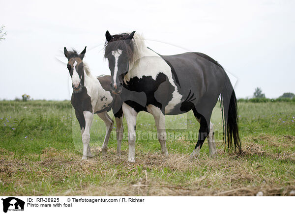 Pinto Stute mit Fohlen / Pinto mare with foal / RR-38925