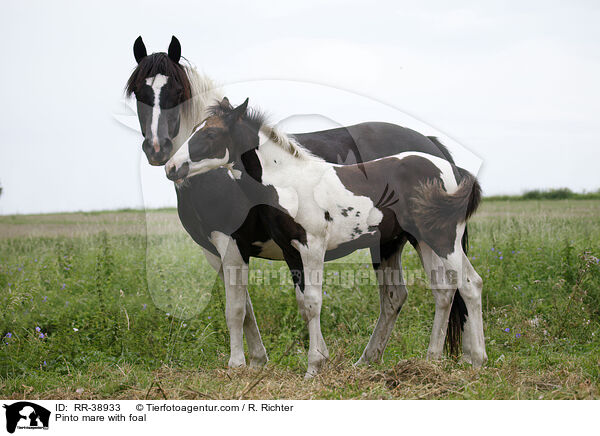 Pinto mare with foal / RR-38933