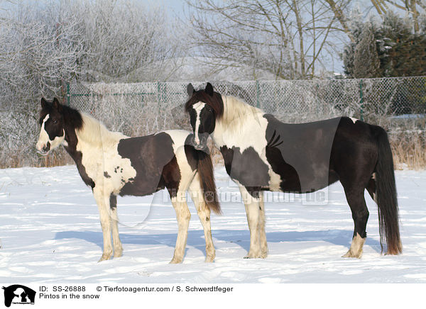 Pintos in the snow / SS-26888