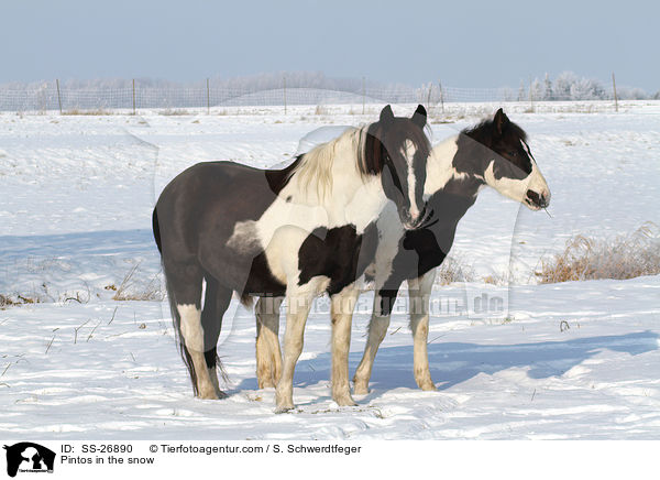 Pintos in the snow / SS-26890