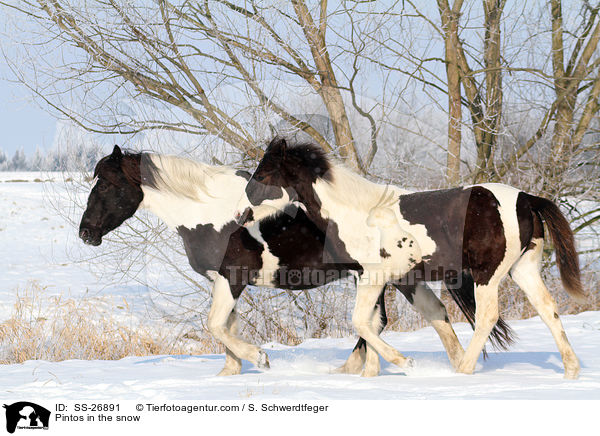 Pintos im Schnee / Pintos in the snow / SS-26891