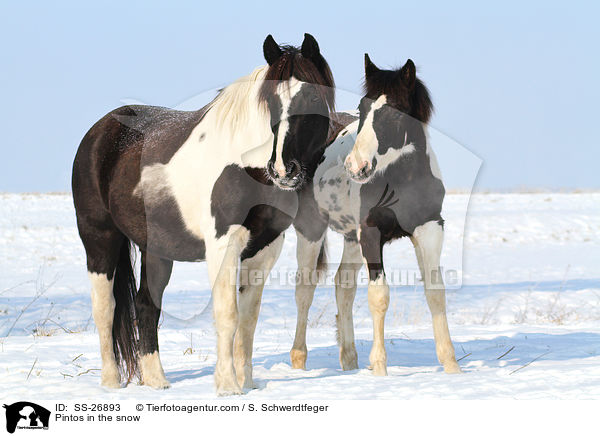 Pintos im Schnee / Pintos in the snow / SS-26893