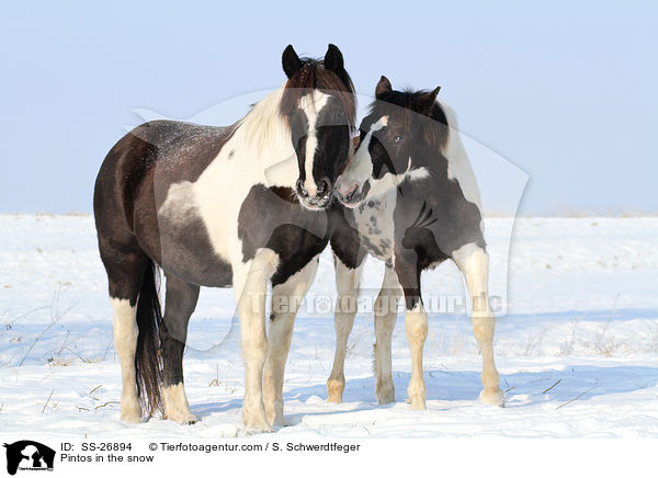 Pintos im Schnee / Pintos in the snow / SS-26894