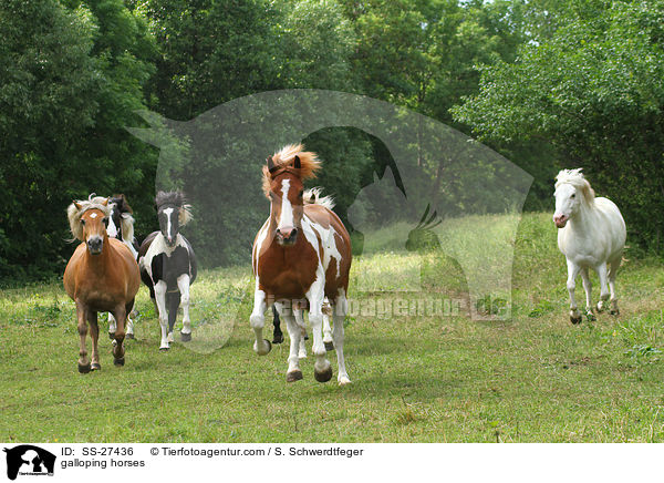 galoppierende Pferde / galloping horses / SS-27436