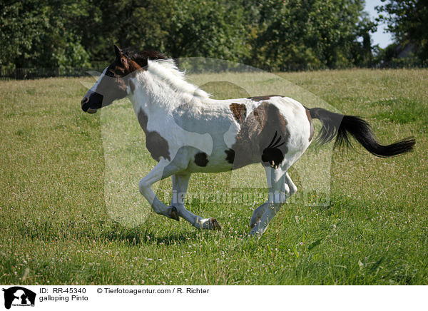 galoppierender Pinto / galloping Pinto / RR-45340