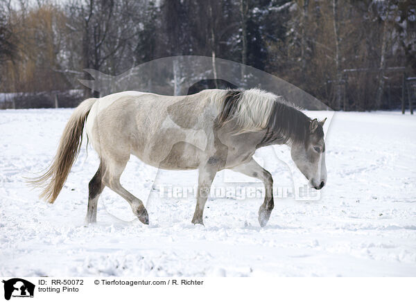 trabender Pinto / trotting Pinto / RR-50072