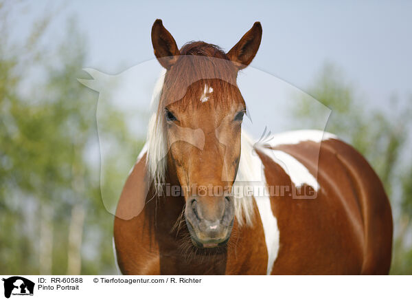 Pinto Portrait / RR-60588