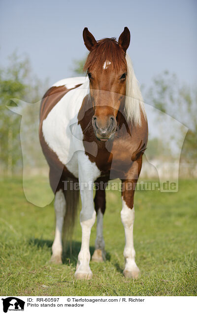 Pinto stands on meadow / RR-60597