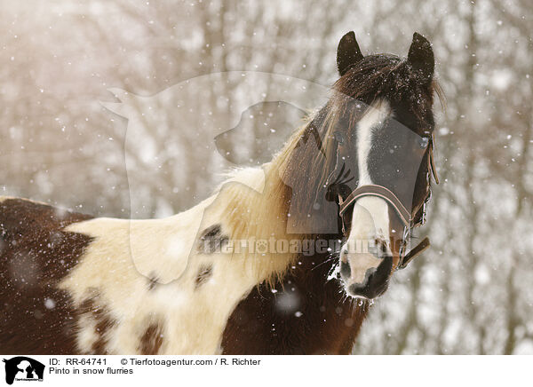 Pinto im Schneegestber / Pinto in snow flurries / RR-64741