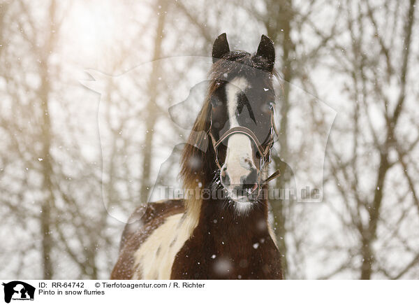 Pinto in snow flurries / RR-64742