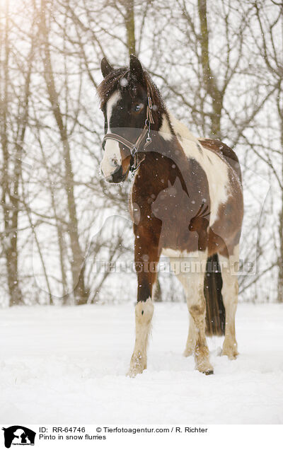 Pinto im Schneegestber / Pinto in snow flurries / RR-64746