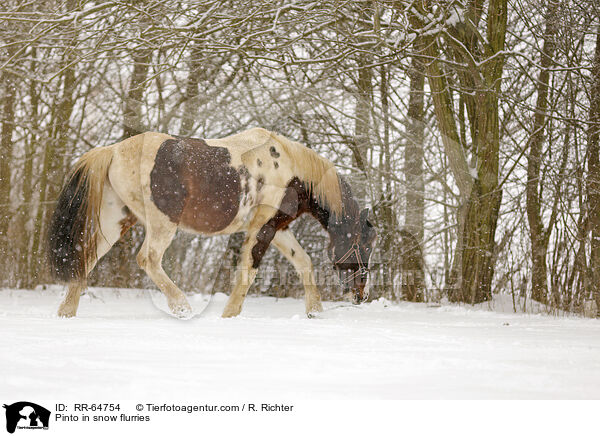 Pinto im Schneegestber / Pinto in snow flurries / RR-64754