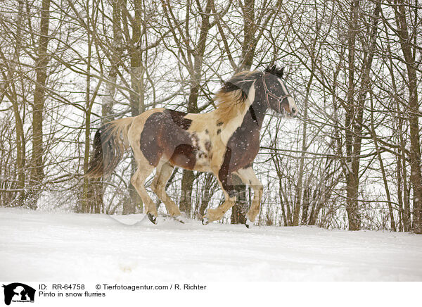 Pinto im Schneegestber / Pinto in snow flurries / RR-64758