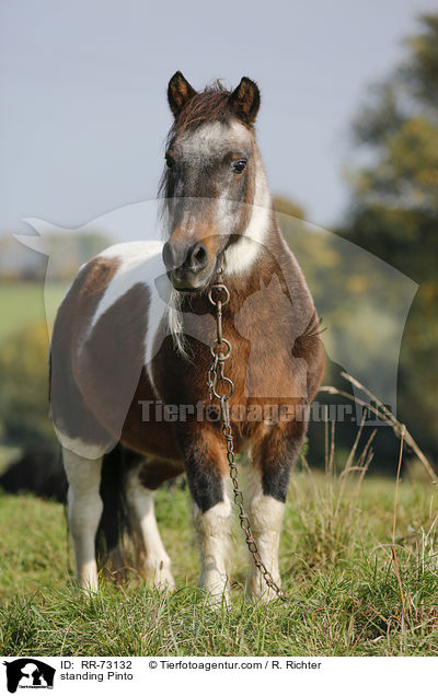 stehender Pinto / standing Pinto / RR-73132