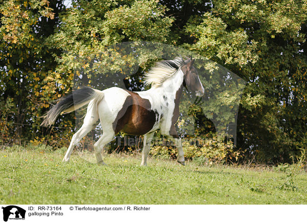 galloping Pinto / RR-73164