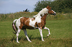 Pinto stallion