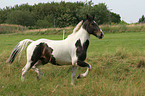 trotting Pinto