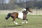 running horse