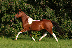 trotting Pinto